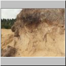 Diodontus tristis - Grabwespe 05 habitat.jpg